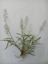 Image result for Poaceae