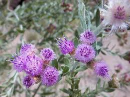 Image result for Pluchea bequaertii