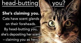 Cat Headbutt Meaning Cats Feral Cats Cat Facts