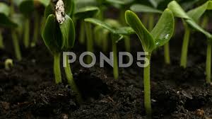Time lapse of some bush beans growing from seeds. Timelapse Plant Grow Stock Footage Royalty Free Stock Videos Pond5