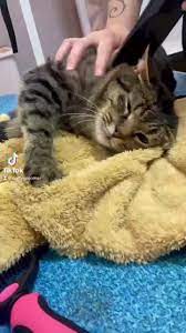 934 likes · 61 talking about this · 96 were here. Dotty Pet Grooming Salon Home Facebook