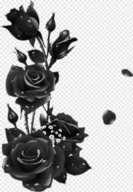 On this page you can download free images and pictures on theme: Black Roses Flower Frame Png Free Download Png Download 592x856 11105751 Png Image Pngjoy