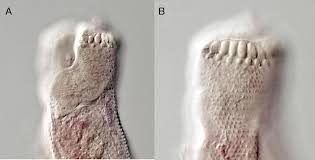 Image result for Dignathia