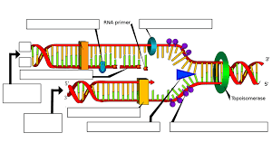 Dna replication and transcription worksheet. Dna Replication