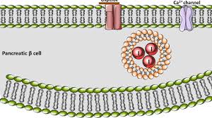 Theoritical analysis of rate of release of solid drugs dispersed in solid matrices, j.pharm.sci 1963; Glipizide Mechanism Of Action Youtube