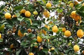 We did not find results for: 37 957 Lemon Tree Photos Free Royalty Free Stock Photos From Dreamstime