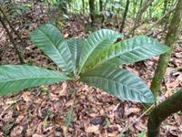 Image result for Pouteria altissima