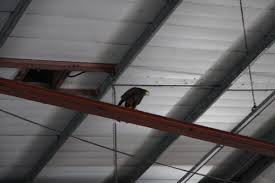 Bird Control Hawk Waiting In The Rafters To Ambush Pigeons That Dare To Enter The Lorry Store Inside A Chiswick Brewery
