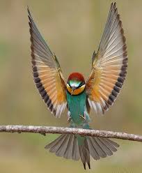 Tropical Bird With Hair On Head Featuring Standout Bird Pics On Instagram Landing Gear Deployed Beeeater By Ozgurkalay80 Bird Pictures Birds Flying Bird Photography