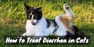 How To Treat Diarrhea In Cats Cat Checkup