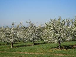 timing of apple tree bloom apples