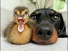 Dogs playing with Ducks – Dog and Duck funny Moments | CutesyPooh | Cute  animals, Cute baby animals, Animals friendship