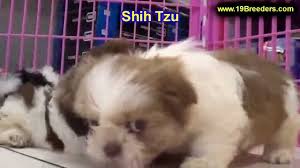 Shih tzu mix for sell qaylia99. Shih Tzu For Sale Michigan 07 2021