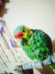 Pin By Nahira On Loros Parrot Bird Animals