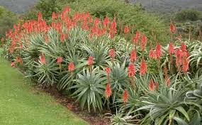 Image result for Aloe arborescens