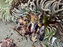 California Naturalist Amazing Anemones Eating Things Bay Nature Anemone Big Crab Naturalist
