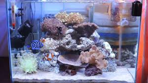 Kemudian, dalam menilai contoh aquarium ikan hias air laut juga sangat ditentukan oleh selera diri. Aquarium Air Laut Sederhana Tambah Ikan Dan Coral Baru Youtube