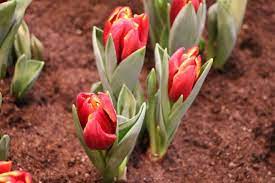 Diese blühende blumenzwiebel kann man schon im herbst pflanzen. Tulpen Pflanzen Wann Und Wie Sie Tulpenzwiebeln Richtig Setzen