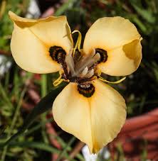 Image result for Moraea clavata