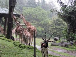 Hasil gambar untuk taman safari bogor