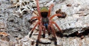 Birdspiders Alles Uber Vogelspinnen Gattung Ephebopus Vogelspinnen Spinne Tiere