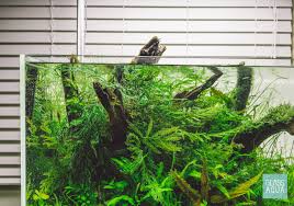 Image result for Bolbitis