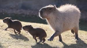 0 vastausta 0 uudelleentwiittausta 1 tykkäys. 29 Animals That Start With C Crocodile Cat Coypu Etc Capybara Majestic Animals Animals