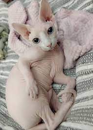 Sphynx Polar Bears Baby Otters Baby Giraffes Koalas Sloths Scottish Terriers Whippets Animal Photography Phot Cute Hairless Cat Cute Cats And Kittens Spinx Cat