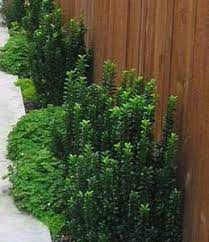 Discussion in 'general gardening discussion' started by sam1974x, mar 22, 2014. 5 Plants That Are Dog Pee Proof Or Nearly So Landscape Design In A Day