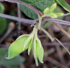 Image result for Rhynchosia zernyi