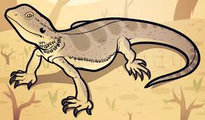 All bearded dragon artwork ships within 48 hours and includes a 30 day money back guarantee. How To Draw A Bearded Dragon Bearded Dragon Lizard Step By Step Drawing Guide By Dawn Dragoart Com