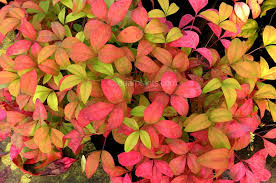 Obsession™ nandina is an excellent cultivar for creating visual layers, as the improved cultivar requires much less pruning than the often leggy. Heavenly Bamboo Fire Power Nandina Domestica Fire Power Dear Plants