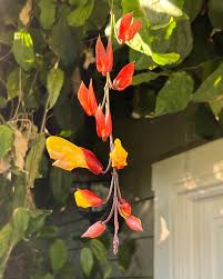 Image result for Thunbergia fischeri