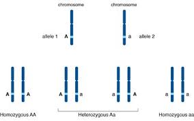 If my mom has dark brown eyes and my dad has blue eyes, how did my brother end up with blue eyes and his older sister end up with a green eye and a hazel eye? Gene Vs Allele What S The Difference