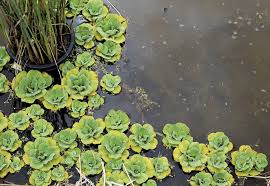 Leur beauté et leur caractères particuliers leur valent les plantes flottantes et nageantes n'ont pas besoin de plantation pour intégrer le bassin; Laitue D Eau Planter Et Cultiver Ooreka