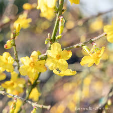 Image result for Jasminum nudiflorum