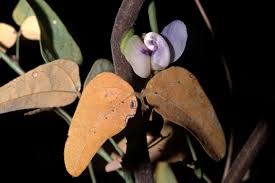 Image result for Decorsea schlechteri