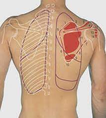 Learn the true ribs, false ribs, and floating ribs, as well as the difference between in this anatomy lesson, i'm going to cover the rib bones, also called costae in latin. Thorax Surface Anatomy 4 Edition