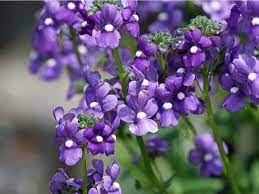 Small purple flowers that smell good. Angelonia Flowers Tips For Growing Angelonia Summer Snapdragons