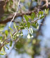 Image result for Gymnosporia senegalensis