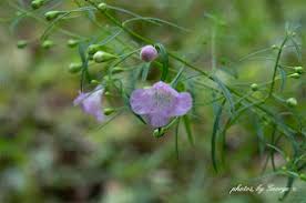 Image result for Geigeria filifolia