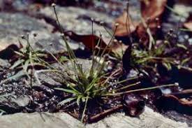 Image result for Eriocaulon truncatum