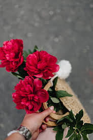 We did not find results for: Hd Wallpaper Pink Peony Wallpaper Flare