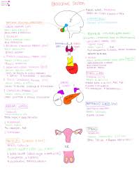 endocrine disorders flow chart system hormones released by