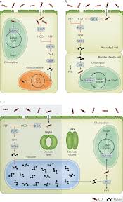 The malate and aspartate molecules release the carbon dioxide in the chloroplasts of the bundle sheath cells and the calvin cycle begins. The Genetics Of Convergent Evolution Insights From Plant Photosynthesis Nature Reviews Genetics