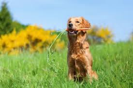 We freeze carrots and serve it our dog. Are Carrots Safe For Dogs