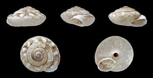 Image result for Actinanthella