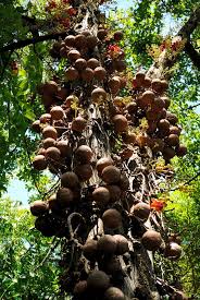 Hedgeballs, hedgeapples, monkey balls, osage orange, mock oranges, horse apples, brainfruit, and green brain. Cannon Balls Tree Unique Vegetables Unique Trees Fruit Trees