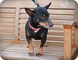 Thankfully the work of a few dedicated breeders and the british manchester terrier club, the breed. I Pinimg Com Originals 12 06 E6 1206e6fad122370