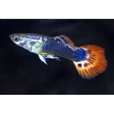 Botia clown piranha cichlid hummingbird guppy vector. Assorted Male Fancy Guppies For Sale Order Online Petco